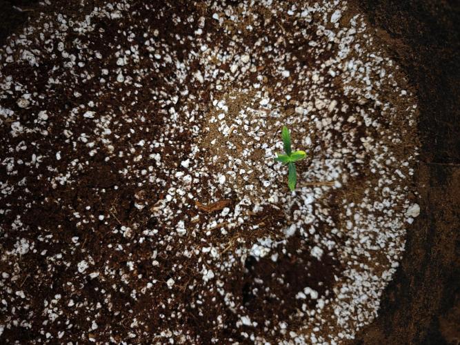 GC,SG and SS Autos 9Plants. Week 1 - Gorilla cookies 3 looks like it's stunted at day 10. Hoping it turns around.