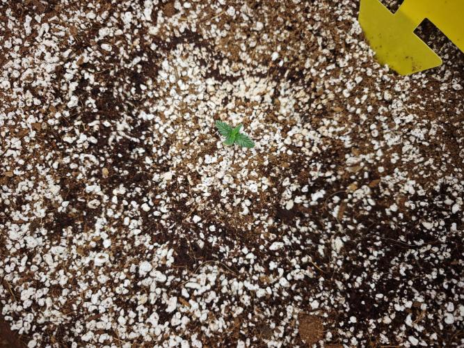 GC,SG and SS Autos 9Plants. Week 1 - Strawberry Gorilla 2 stunted at day 10. Hope it turns around as well.