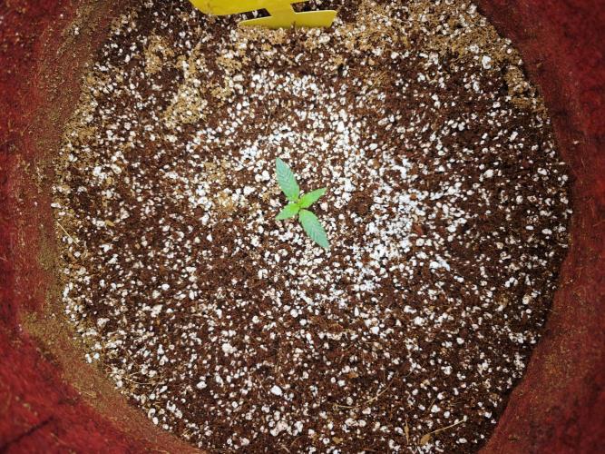 GC,SG and SS Autos 9Plants. Week 1 - Strawberry Gorilla 1 working it's magic but hungry as crazy.