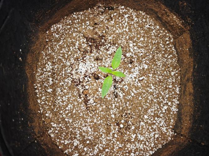 GC,SG and SS Autos 9Plants. Week 1 - Strawberry Gorilla 3 working it's magic but hungry as crazy.