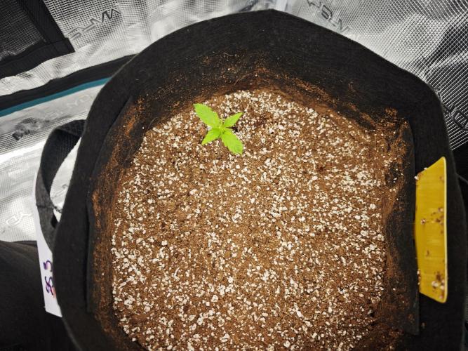 GC,SG and SS Autos 9Plants. Week 1 - Six shooter 3 working its vigour but hungry as crazy