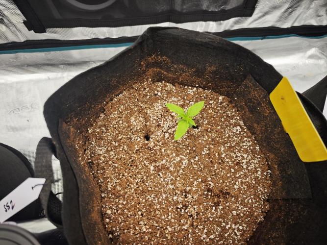 GC,SG and SS Autos 9Plants. Week 1 - Six shooter 2 working its vigour but hungry as crazy