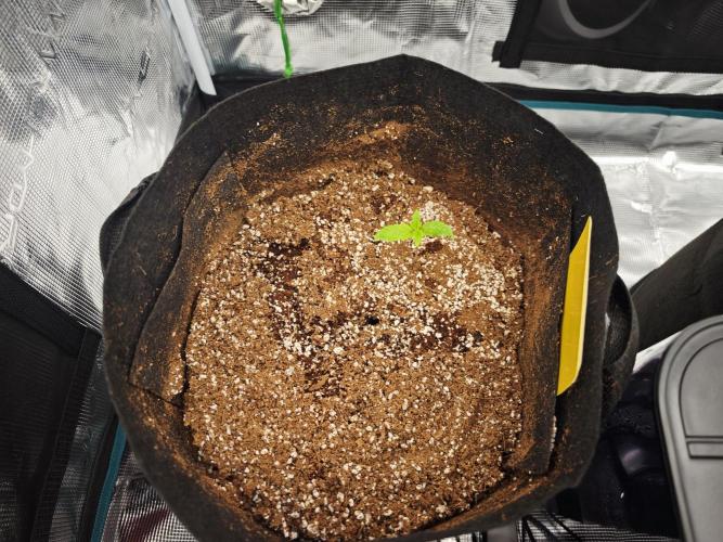 GC,SG and SS Autos 9Plants. Week 1 - Six shooter 1 working its vigour but hungry as crazy