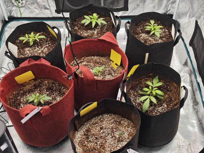 GC,SG and SS Autos 9Plants. Week 2 - Down to 7 with 1 GC stunted