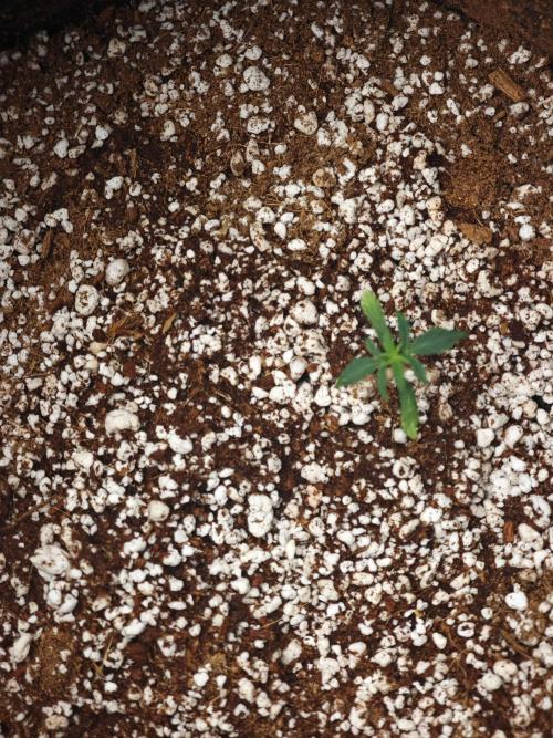 GC,SG and SS Autos 9Plants. Week 2