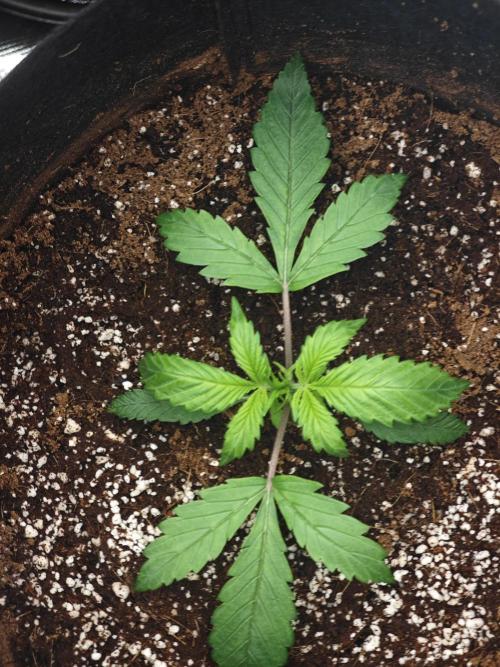 GC,SG and SS Autos 9Plants. Week 2