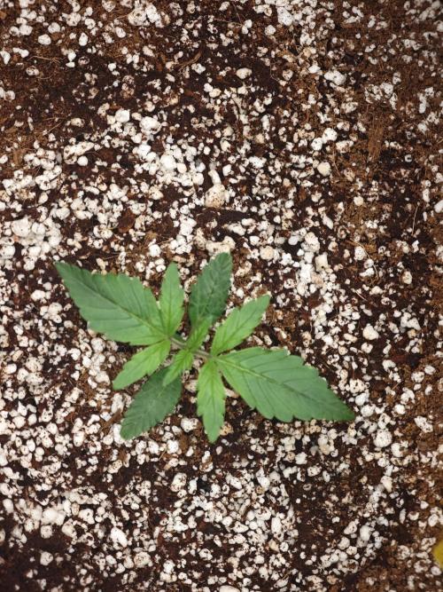 GC,SG and SS Autos 9Plants. Week 2