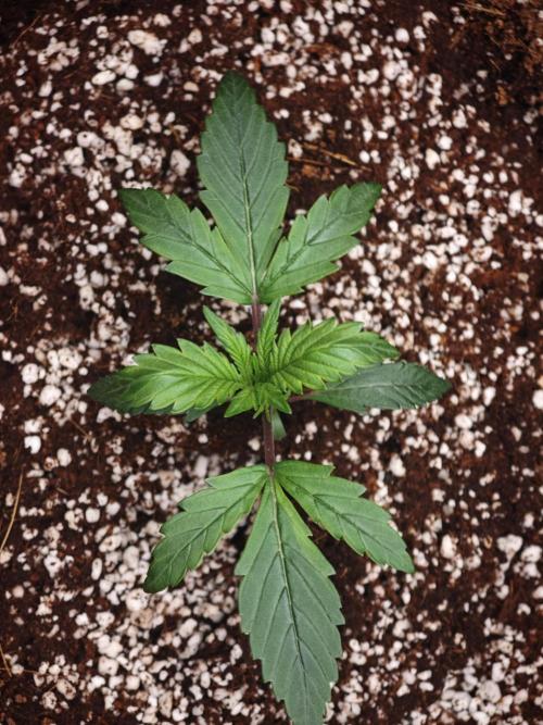 GC,SG and SS Autos 9Plants. Week 2