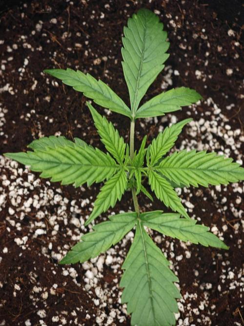 GC,SG and SS Autos 9Plants. Week 2