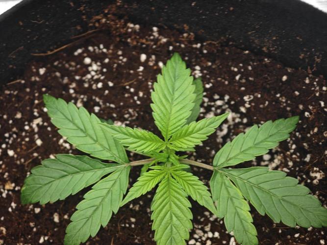 GC,SG and SS Autos 9Plants. Week 2