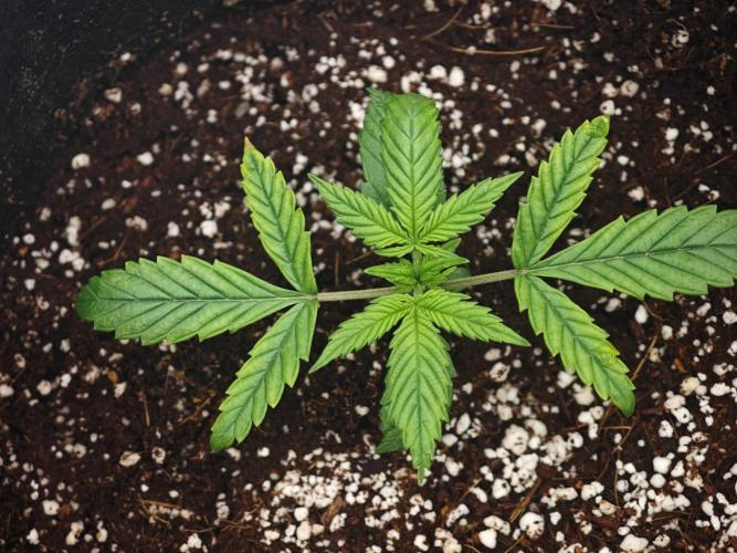 GC,SG and SS Autos 9Plants. Week 2 - Yellowing and veins popping ? 