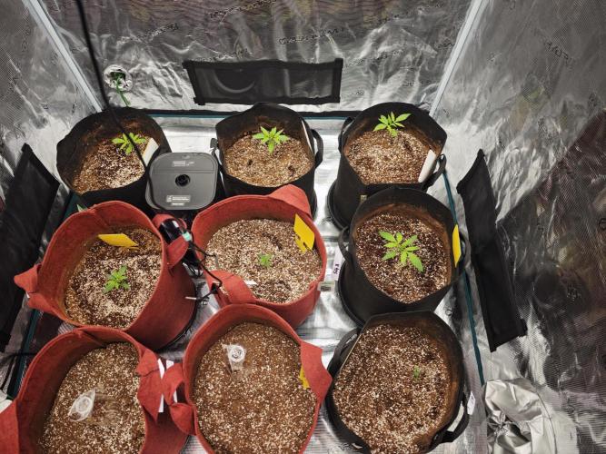 GC,SG and SS Autos 9Plants. Week 2