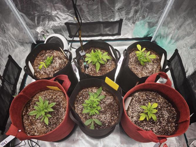 GC,SG and SS Autos 9Plants. Week 3