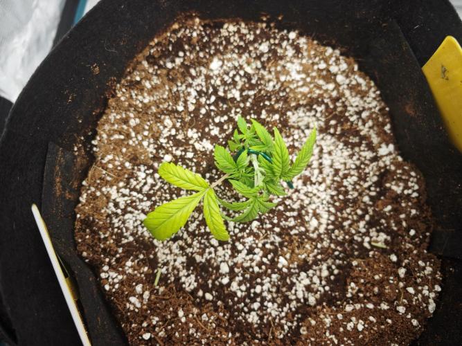 GC,SG and SS Autos 9Plants. Week 3 - Ss1
A little stressed still