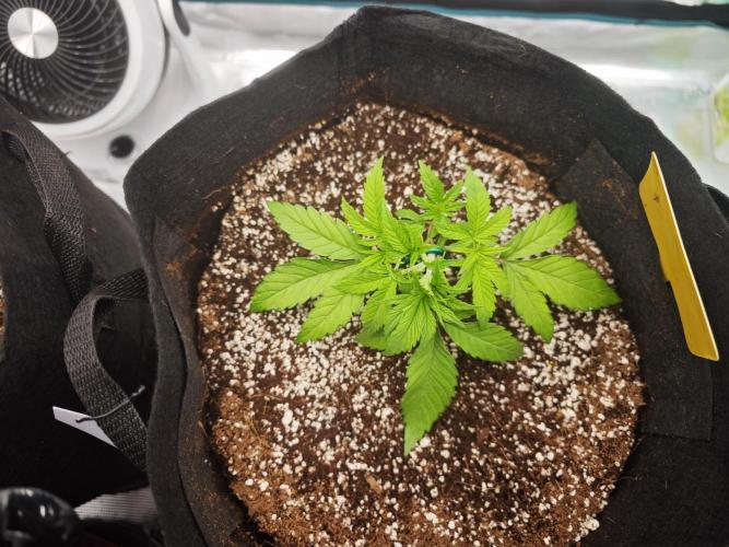 GC,SG and SS Autos 9Plants. Week 3 - Ss2
Doing very well