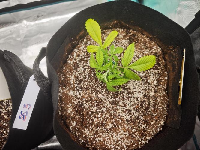 GC,SG and SS Autos 9Plants. Week 3 - Ss3
A little stressed still