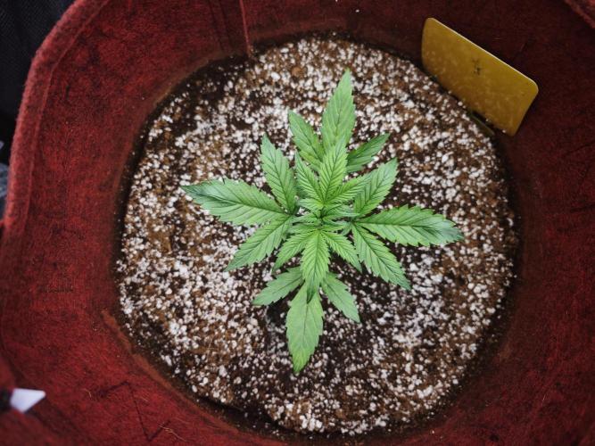 GC,SG and SS Autos 9Plants. Week 3 - Sg1
Doing good