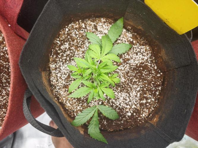 GC,SG and SS Autos 9Plants. Week 3 - Sg3
Doing very well