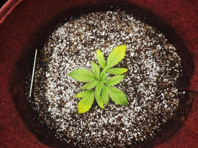 GC,SG and SS Autos 9Plants. Week 3 - Sg2
Don't know if it will make it.