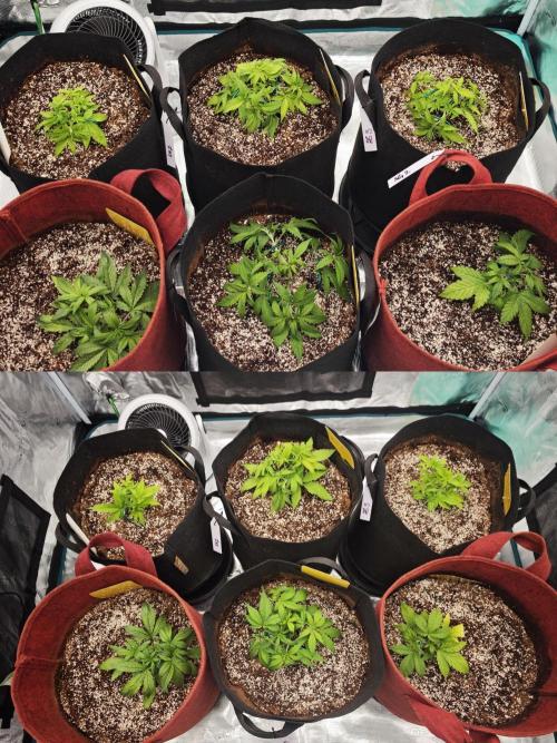 GC,SG and SS Autos 9Plants. Week 3 - Late mid week 