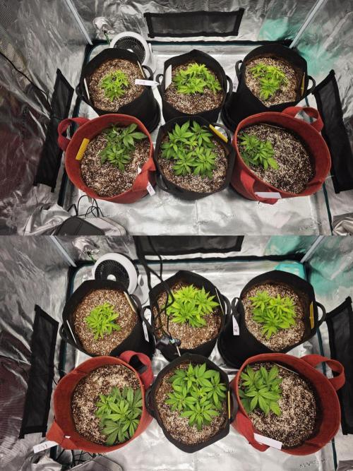 GC,SG and SS Autos 9Plants. Week 3 - Early mid week 