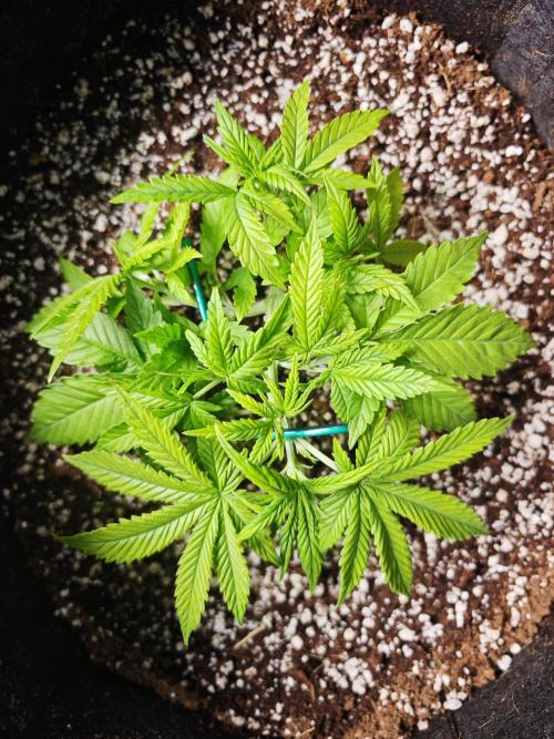 GC,SG and SS Autos 9Plants. Week 4 - SS1