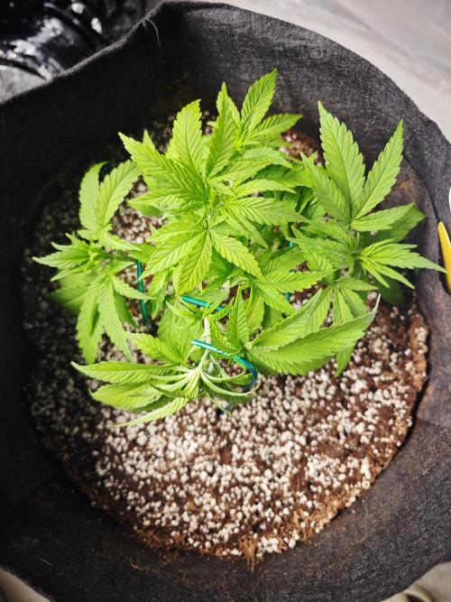 GC,SG and SS Autos 9Plants. Week 4 - SS2