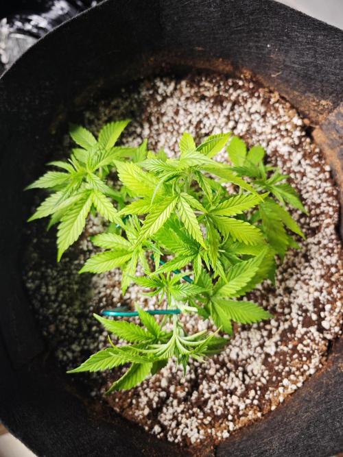 GC,SG and SS Autos 9Plants. Week 4 - SS3