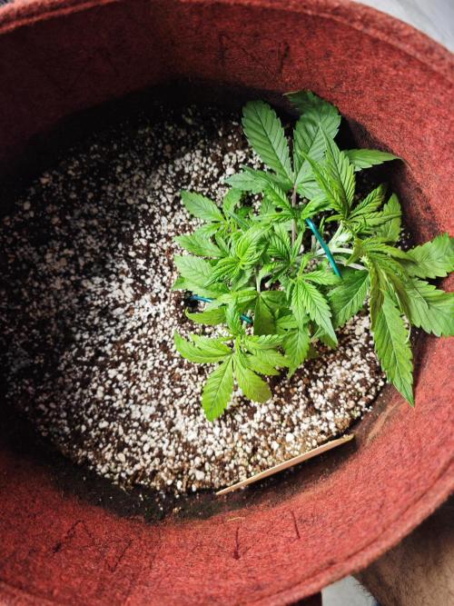 GC,SG and SS Autos 9Plants. Week 4 - SG2