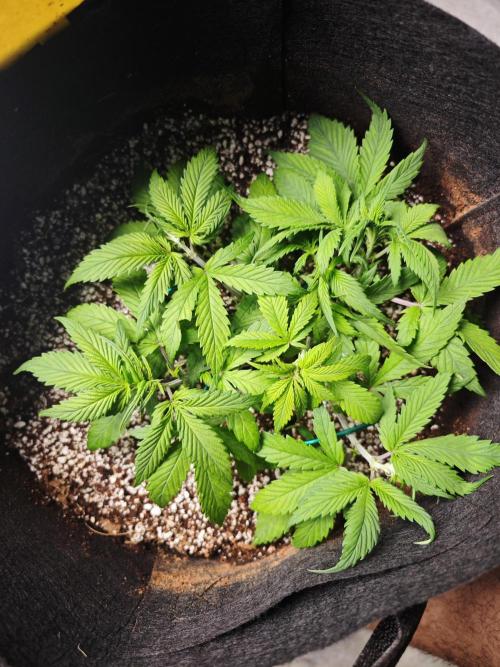 GC,SG and SS Autos 9Plants. Week 4 - SG3