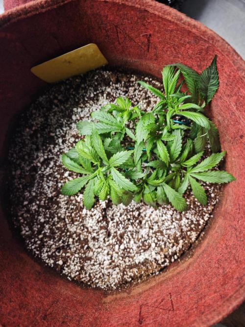 GC,SG and SS Autos 9Plants. Week 4 - Sg1