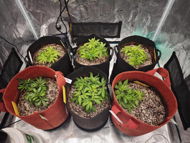 GC,SG and SS Autos 9Plants. Week 4