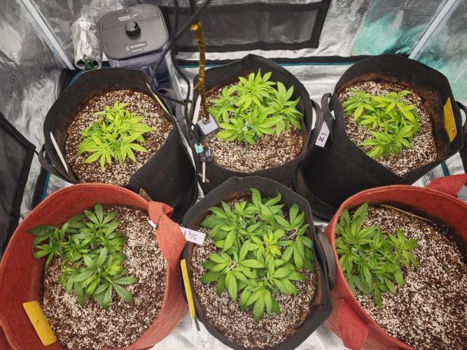 GC,SG and SS Autos 9Plants. Week 4