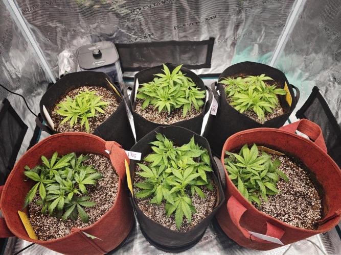 GC,SG and SS Autos 9Plants. Week 4 - Mid week update 1