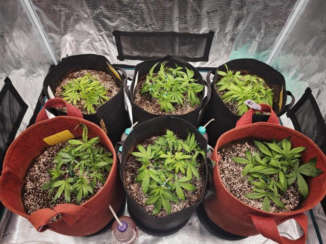 GC,SG and SS Autos 9Plants. Week 4 - Mid week update 1- Post Defoliation and LST