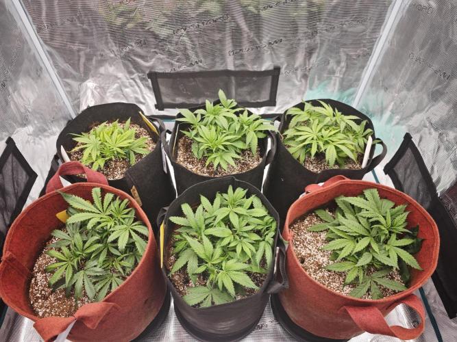 GC,SG and SS Autos 9Plants. Week 4 - Mid week update 2