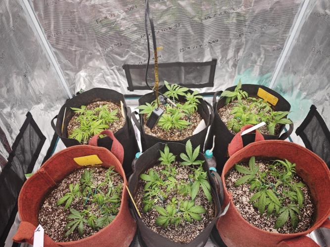 GC,SG and SS Autos 9Plants. Week 4 - Mid week update 2- post defoliation, light LST and light lollipopping