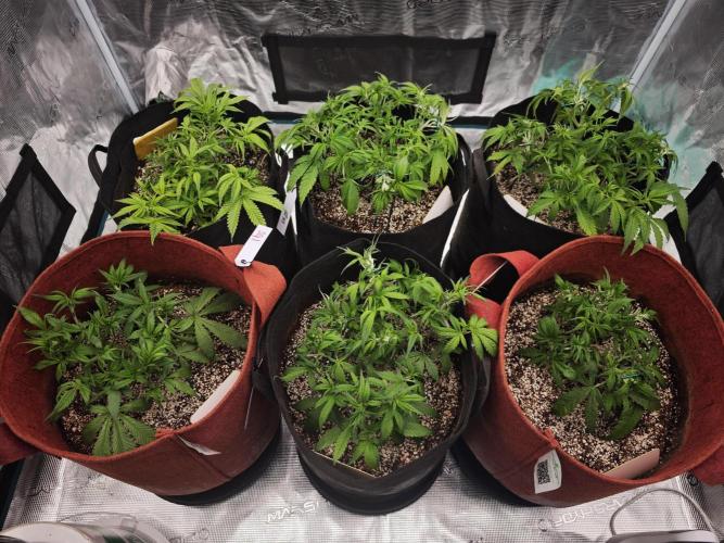 GC,SG and SS Autos 9Plants. Week 5