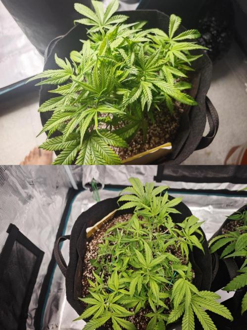 GC,SG and SS Autos 9Plants. Week 5 - Ss1