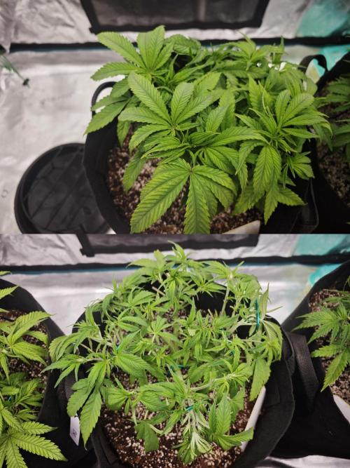 GC,SG and SS Autos 9Plants. Week 5 - Ss2