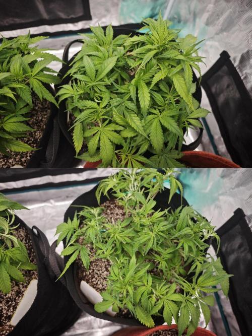 GC,SG and SS Autos 9Plants. Week 5 - Ss3