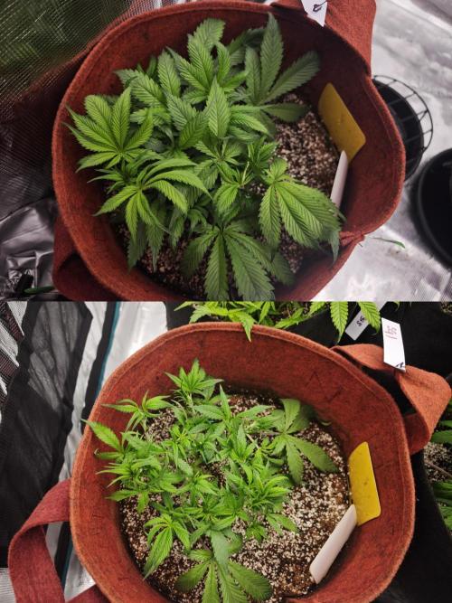 GC,SG and SS Autos 9Plants. Week 5 - Sg1