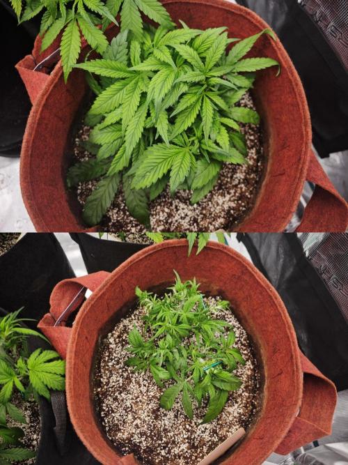 GC,SG and SS Autos 9Plants. Week 5 - Sg2