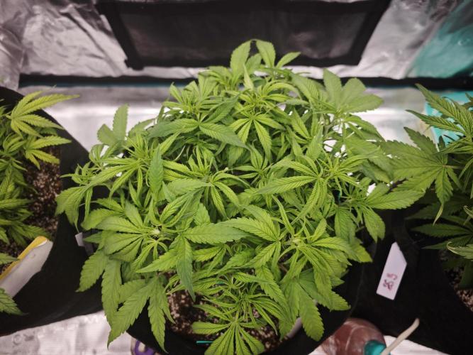 GC,SG and SS Autos 9Plants. Week 5