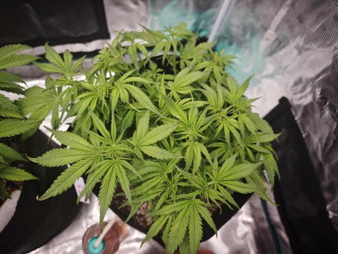 GC,SG and SS Autos 9Plants. Week 5