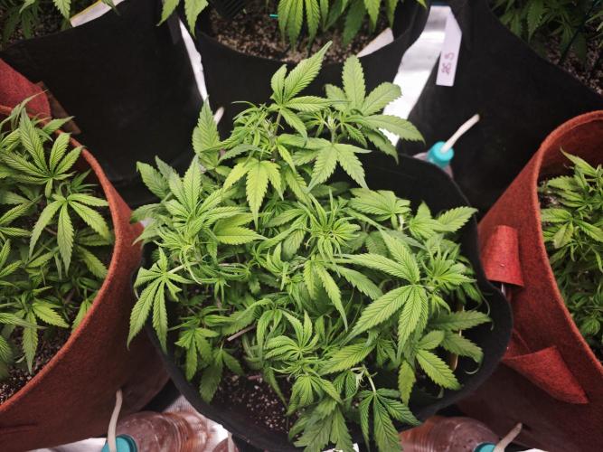 GC,SG and SS Autos 9Plants. Week 5