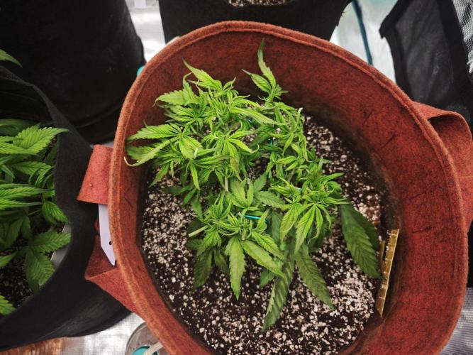 GC,SG and SS Autos 9Plants. Week 5