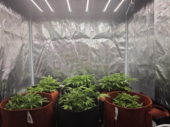 GC,SG and SS Autos 9Plants. Week 5