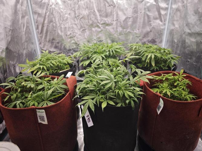 GC,SG and SS Autos 9Plants. Week 6