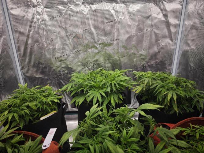 GC,SG and SS Autos 9Plants. Week 6